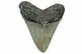 Serrated, Fossil Megalodon Tooth - North Carolina #345682-1